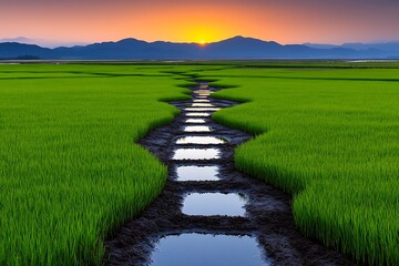 Fototapeta premium Serene Green Rice Fields Reflect Sunlight in Tranquil Waterway at Dusk on Mountain