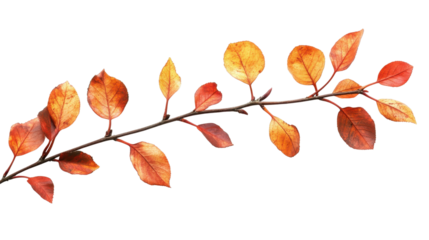 autumn maple leaves branch isolated on white transparent background