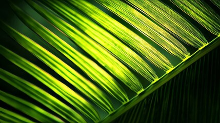Obraz premium A vivid tropical palm leaf's detailed veins and lines,back light