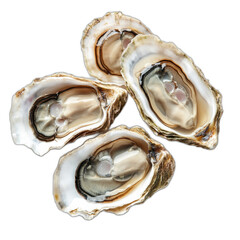 shiny oysters with delicate shells, lined up and ready for display, isolated on transparent background.