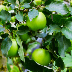 Vivid Green Apples on a Green Tree. Apple Fruits on a Branch Selective Focus. Seasonal Garden Harvest Square Image