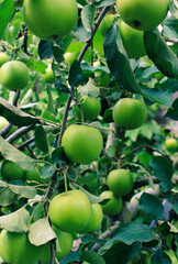 Beautiful Green Apple Fruits On Trees at Apple Garden. Ecologically clean fruits grown in the...