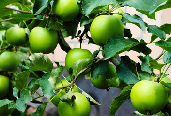 Bunches of Ripe Green Apples on Trees Branches in Orchard. Growing Natural Organic Food in the Garden