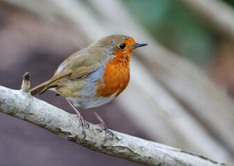 European robin "Erithacus rubecula" perched on branch. Cute passerine bird with bright red orange breast feathers, isolated against blurred background. Side profile showing beak. Dublin, Ireland