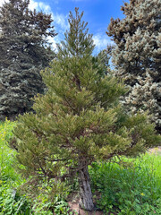 Young Giant sequoia (lat.- Sequoiadendron giganteum)