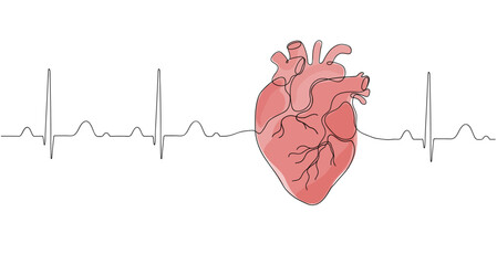 Human red heart one line continuous drawing. Vector internal organ illustration