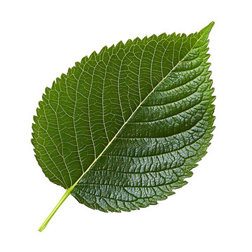 Closeup of branch of fresh green elm-tree leaves isolated on white or transparent background