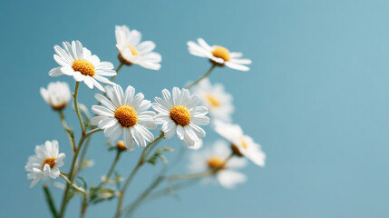 Obraz premium Delicate white chamomile blossoming against azure sky, golden centers glowing, soft lens flare highlighting pure botanical simplicity