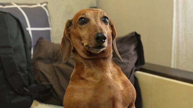 Close-up of a brown dachshund dog sitting on a couch indoors. The dog looks up with a funny and curious expression. Cozy home background.. High quality 4k footage