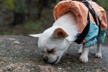 Small white chihuahua dog sniffing rock wearing clothes in forest