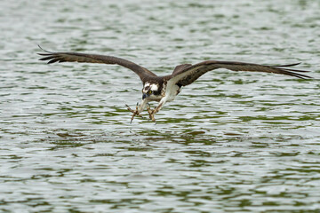 An osprey flying down to catch a fish