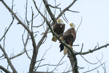 A pair of American Bald Eagles perched in a tree