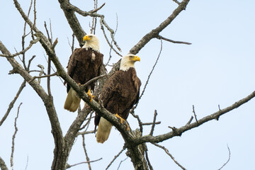 A pair of American Bald Eagles perched in a tree