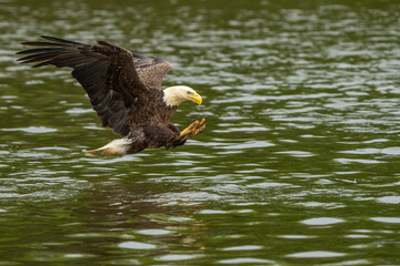 An American bald eagle flying down to catch a fish in a river