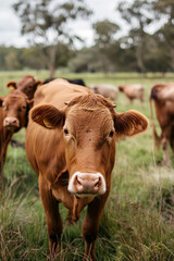 Portrait of brown cow among a herd in green pasture under cloudy sky, symbolizing sustainable dairy farming for World Milk Day.