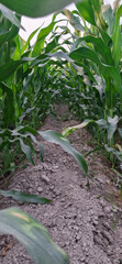 Green fields of corn and maize
