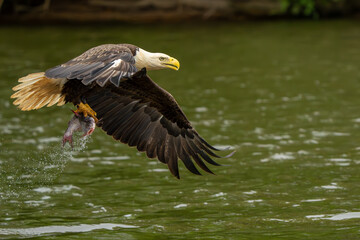 An American bald eagle catching a fish in a river