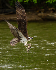 An osprey flying with a freshly caught fish