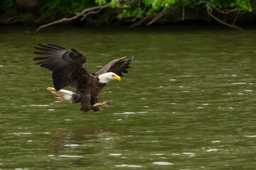 An American bald eagle flying down to catch a fish in a river