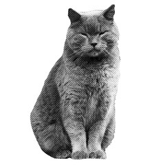 Sitting British shorthair cat collage element . Halftone effect