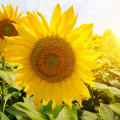Sunflower fields landscapes on a bright sunny day.