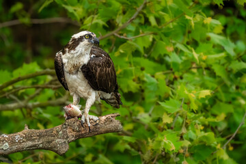 An osprey with a fish perched on a tree branch