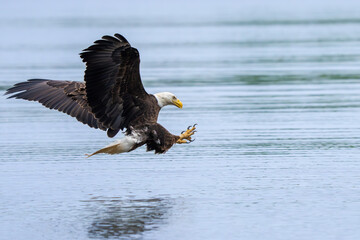An American bald eagle flying down to catch a fish in a river