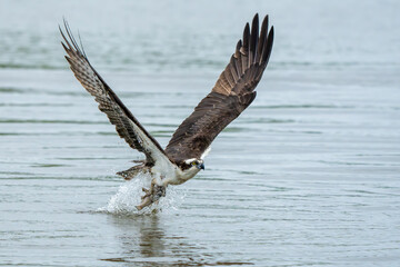An osprey flying with a freshly caught fish