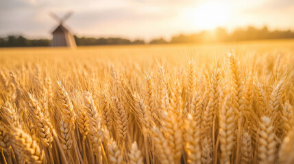 Obraz premium Golden wheat field stretching across the horizon at sunset