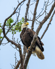 An American Bald eagle perched in a tree