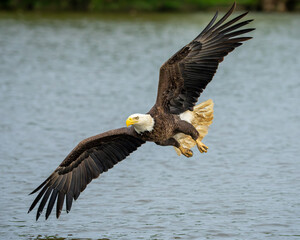 An American bald eagle flying down to catch a fish in a river