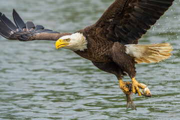 An American bald eagle with a fresh caught fish