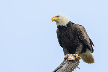 An American Bald Eagle perched in a tree