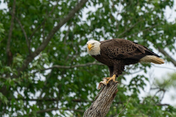 An American Bald Eagle perched in a tree