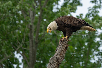 An American Bald Eagle perched in a tree