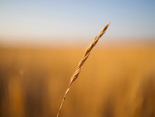 Fototapeta premium Wheat Stalk Glowing in Golden Sunset Field