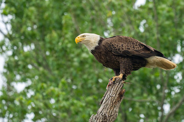 An American Bald Eagle perched in a tree