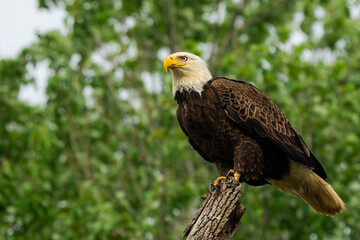 An American Bald Eagle perched in a tree