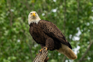 An American Bald Eagle perched in a tree