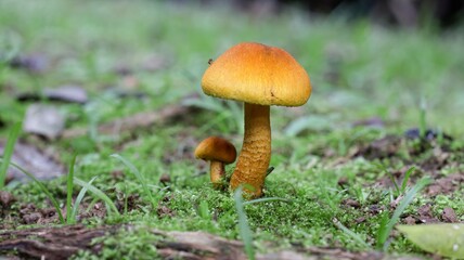 Mushrooms in nature, small background between brown, yellow and orange.