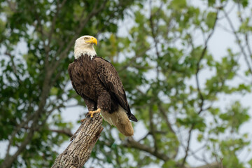 An American Bald Eagle perched in a tree