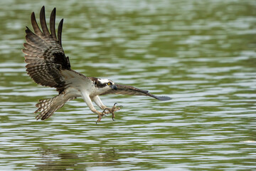 An osprey flying down to catch a fish in a river