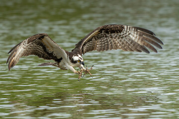 An osprey flying down to catch a fish in a river