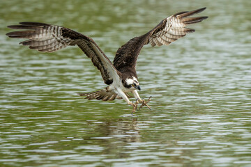 An osprey flying down to catch a fish in a river