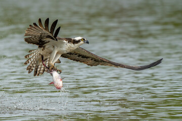 An osprey flying with a freshly caught fish