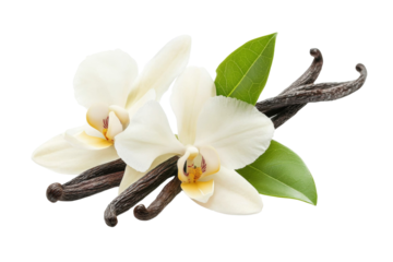 Close up of a bunch of vanilla flowers with their stems and leaves, isolated