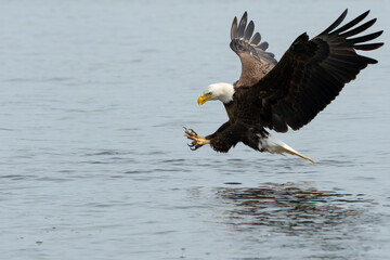 An American eagle flying down to catch a fish in a river
