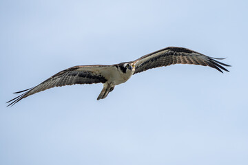 An osprey flying over a river, hunting for fish