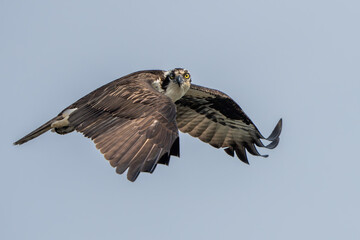 An osprey flying over a river, hunting for fish