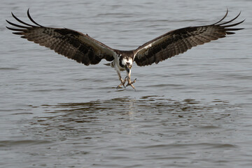 An osprey flying down to catch a fish in a river